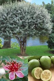 Fragrant Pineapple Guava Plant