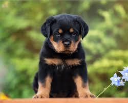 rottweiler puppy 60 days old highly