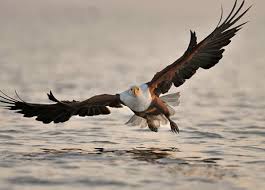 African Fish Eagle The Peregrine Fund