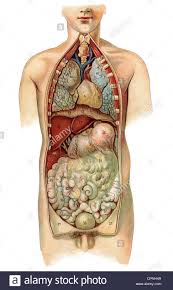 Medicine Medicine Anatomy Inner Human Organs Illustrated
