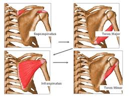 Teres major (minor superior to major). Shoulder Analysis Chapter 5 Shoulder Muscle Exercises Shoulder