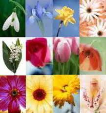 Birth Flowers Birthstones Month Color Meaning