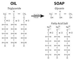 lipids biology visionlearning