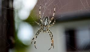 fat spider fortnight natural history