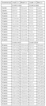 Growth Chart Fetal Length And Weight Week By Week Baby Stuff