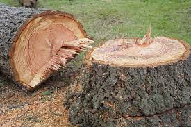 4 easy ways to kill a tree stump