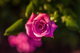 pink rose flower royalty free stock photo