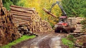Holzindustrie Schweighofer, pentru care a pledat Iohannis, închide... | PROFIT.ro