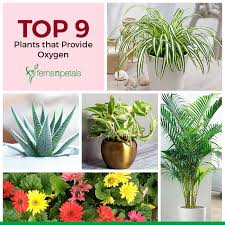 Top 9 Plants That Provide Oxygen