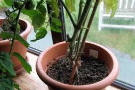 Когато самоукият градинар джеймс браян публикува онлайн тези изненадващи снимки на доматите, които отглежда, всички искаха да разберат тайната му. Zelenchuci Na Prozoreca 5 Malki Tajni Agrozona Bg