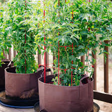 How To Grow Tomatoes In Pots Even