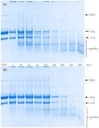 whey protein emulsion gels