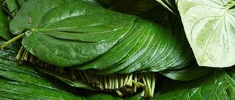 safe to eat betel leaf during pregnancy