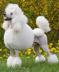 Poodles are very elegant in appearance. Which Poodle Haircut Is The Best K9 Web