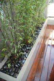 How To Plant Bamboo Houzz