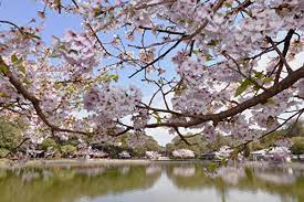 日本建国の地に咲き誇る多彩な桜【奈良の桜2023｜橿原神宮