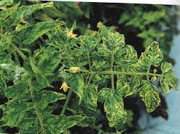 viral diseases of tomato in the