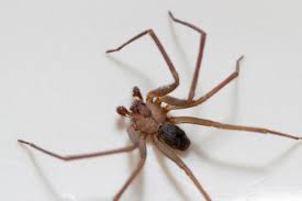 Woman Rushed To Er With Brown Recluse Spider Bites Then