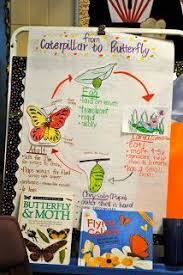 From Catepillar To Butterfly Anchor Charts Science Glad