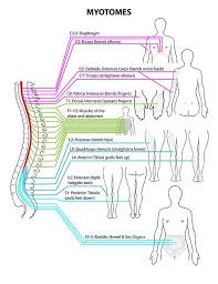 Myotomes Spine To Body Reference Spine Health Physical