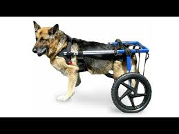 how to make doggy wheel chair cost