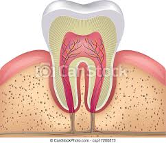 In the last decade, considerable technological improvements have been made to repair damaged bones and tissue, such as bone cross sections with implants for microscopic examinations. Healthy White Tooth Cross Section Healthy White Tooth Gums And Bone Illustration Detailed Anatomy Canstock