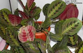In the wild, prayer plants are perennial flowering plants that bloom in spring with small, white flowers. Prayer Plant Maranta Plant Ultimate Care Guide