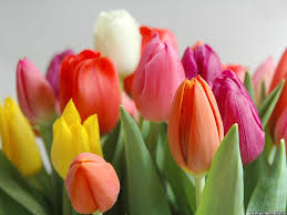 multi colour tulips flowers tulips