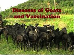 Diseases Of Goats And Vaccination