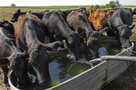 How To Feed Cattle With Pictures Wikihow