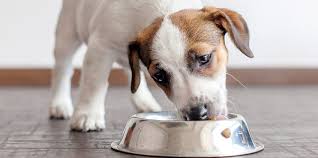 How much should a puppy eat a day. How Much Should My Puppy Eat Daily Paws