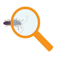 Magnifying Glass And Bug Free Svg