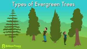 59 Types Of Evergreen Trees Pictures