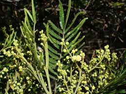 Acacia mearnsii Calflora