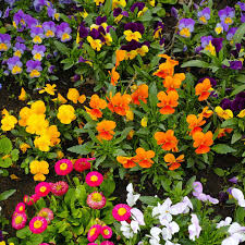 value winter bedding plants our