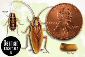 small roach big problem how to