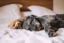 That said, it's always best to take your puppy to the. An Eye Opening Insight Into How Much Sleep Do Dogs Need And Why