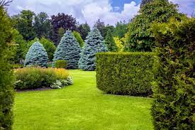 Best Evergreen Trees For Minnesota