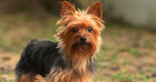 Feeding Guide For Yorkshire Terrier Pets World