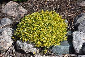 golden moss stonecrop sedum acre