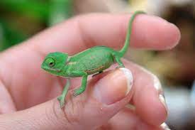 baby chameleon a proper care guide and
