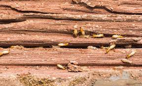 how to get rid of termites the