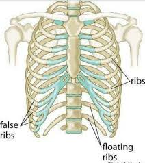 The human body has over 200 bones. The Total Number Of Bones In The Human Body Is 206 And 360 Joints How Can 206 Bones Make 360 Joints Quora