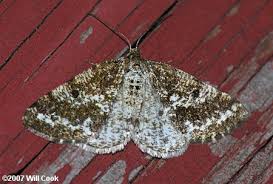 eufidonia notataria powder moth