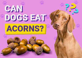 can dogs eat acorns vet verified facts