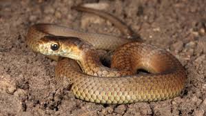 Play the classic retro mobile phone game in your web browser! Spring Means Its Snake Season Across Large Parts Of Victoria Latrobe Valley Express Morwell Vic