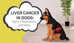 How is liver cancer diagnosed in dogs? Liver Cancer In Dogs Innovet Pet