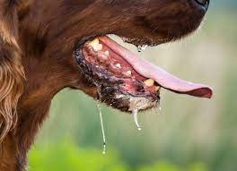excessive drooling in dogs petmd