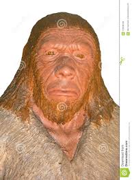 Neanderthal stock photo. Image of head, fossil, neandertalis - 125039126