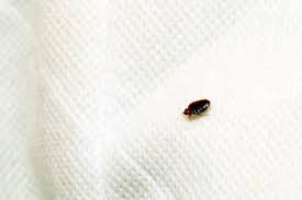 can a dryer kill bed bugs bed